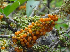 Fruta De Sabiá - Acnistus arborescens - Atrai 60 Variedades De Pássaros