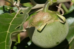 Fruta de Lobo - Lobeira - Solanum lycocarpum