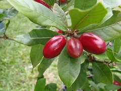 Fruta do Milagre - Miracle Fruit - Synsepalum dulciferum - Fruta - Mudas