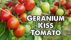 Tomate Geranum Kiss - Ideal para vasos ou espaços reduzidos na internet