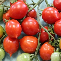 Tomate Geranium Kiss - Raríssimo - Plantamundo