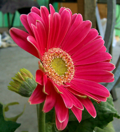 Gerbera - Flor