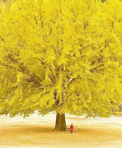 Árvore Sagrada - Ginkgo biloba - comprar online
