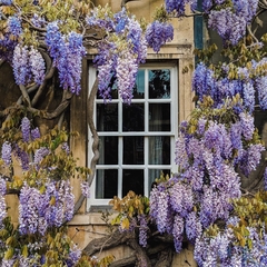 Glicinia Lilás - Wisteri sinensis - Flor - trepadeira - Estoque Limitado - Plantamundo