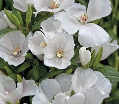 Godetia Duchess of Albany - Godetia grandiflora - Flor - comprar online
