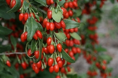 Goji Berries - Lycium barbarum - Lycium chinense