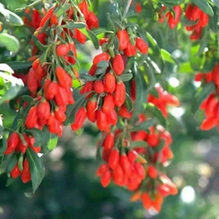 Goji Berries - Lycium barbarum - Lycium chinense na internet