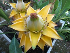 Golden lotus Banana - Musella lasiocarpa - Mudas