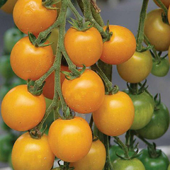 Tomate Goldkrone - Tomate Cereja Amarelo na internet