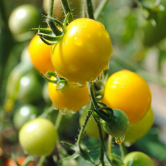Tomate Goldkrone - Tomate Cereja Amarelo