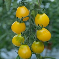Tomate Goldkrone - Tomate Cereja Amarelo - comprar online