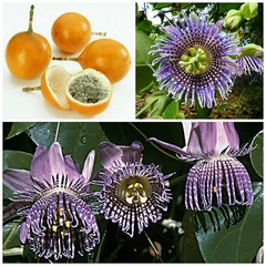 Granadilla - Granadilha - Maracujá Passiflora ligularis