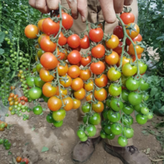 Tomate Grappoli de Inverno - Tomate Italiano do Vesúvio - comprar online