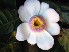 Gustavia - Heaven Lotus - Gustavia speciosa