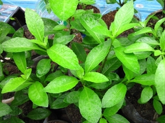 Espinafre da Longevidade - Gynura procumbens - PANC - Medicinal - Mudas