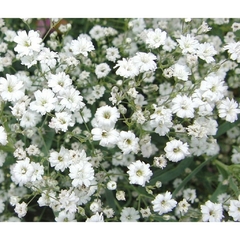 Mosquitinho Branco - Gypsophila elegans - flor - comprar online