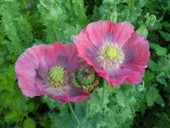 Hen and Chicks Poppy - Papoula Galinha e Pintinhos - Papaver - Flor - Artesanato - comprar online