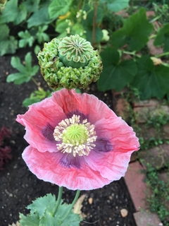 Hen and Chicks Poppy - Papoula Galinha e Pintinhos - Papaver - Flor - Artesanato - Plantamundo