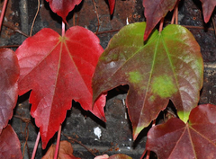 Hera Japonesa -Falsa Vinha - Boston Ivy - Parthenocissus tricusopidata - Trepadeira na internet