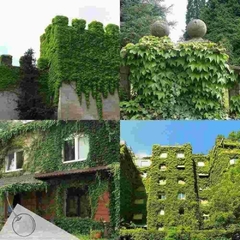 Hera Japonesa -Falsa Vinha - Boston Ivy - Parthenocissus tricusopidata - Trepadeira - comprar online