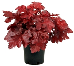 Heuchera Red Coral Bellas - Heuchera sanguinea - Flor