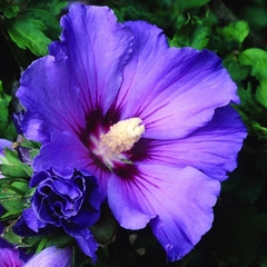 Hibisco Azul - Hibiscus syriacus - comprar online
