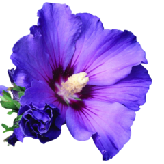 Hibisco Azul - Hibiscus syriacus