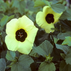 Sun Hibiscus - Hibisco Sol- Lemon yellow rosemallow - Hibiscus calyphyllus - PANC - comprar online