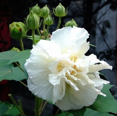 Imagem do Rosa Louca - Hibiscus mutabilis - Flores que cambiam de cor!!!