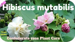 Rosa Louca - Hibiscus mutabilis - Flores que cambiam de cor!!! - loja online