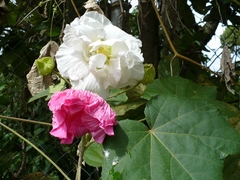 Rosa Louca - Hibiscus mutabilis - Flores que cambiam de cor!!! - Plantamundo