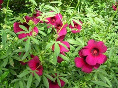 Hibisco de Flor Roxa - Hibiscus radiatus - PANC - comprar online