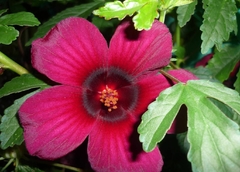 Hibisco de Flor Roxa - Hibiscus radiatus - PANC