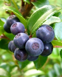 Garden Huckeleberry - Solanum melanocerasum - Fruta na internet