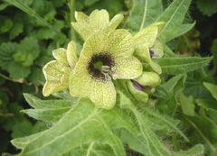 Melmendro Hyoscyamus Niger Flor rara - Plantamundo