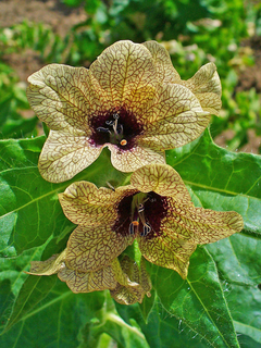 Melmendro Hyoscyamus Niger Flor rara na internet
