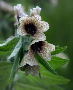 Melmendro Hyoscyamus Niger Flor rara - comprar online