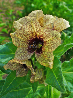Melmendro Hyoscyamus Niger Flor rara