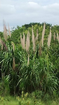 Capim dos Pampas Tropical - Cana do Rio