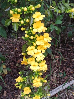 Unha de Gato - Dolichandra ugns-cati - Trepadeira medicinal flor na internet