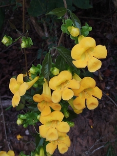 Unha de Gato - Dolichandra ugns-cati - Trepadeira medicinal flor - Plantamundo