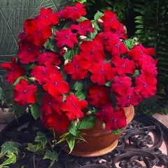 Impatiens Walleriana Vermelho Baby Scarlet Beijinho