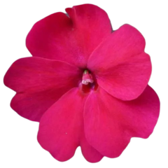 Impatiens Walleriana Carmim Baby Carmine Beijinho - comprar online