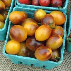 Tomate Indigo Kumquat - Raro, belissimo e delicioso! na internet