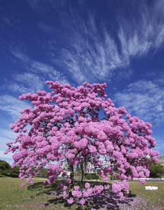 Ipê Roxo - Handroanthus impetiginosu - Tabebuia