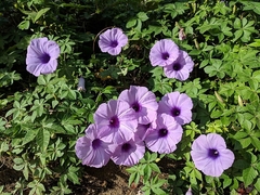 Ipomoea Cairica - Railroad Morning Glory - Flor