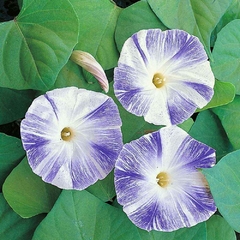 Ipomoea Flying Saucers - Ipomoea purpurea - flor
