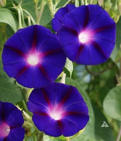 Ipomoea Grandpa Ott - Ipomoea purpurea - flor - loja online