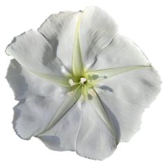 Dama da Noite - Ipomoea alba - Flor - PANC