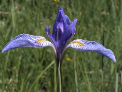 Iris Azul - Iris Missouriensis Rarissimo!!